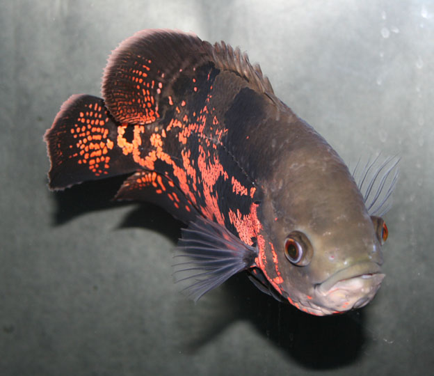 Astronotus